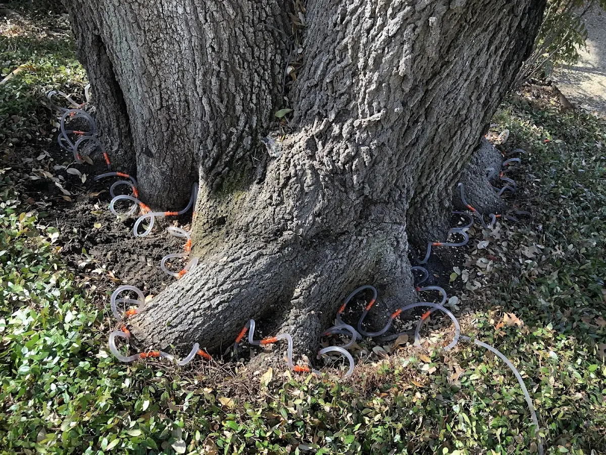 Detailed Tree Cabling and Bracing job site in Red Rock